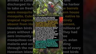 A Single Mosquito Brought To Hawaii In 1826 Started A Chain That Killed Dozens Of Species.