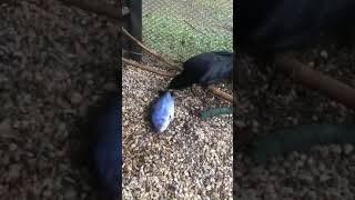 Vincent Vancrow Enjoying His Animated Fish Toy