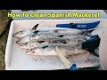 Fillet Spanish Mackerel Step By Step (And How To Get Rid Of The "Fishy" Taste!)