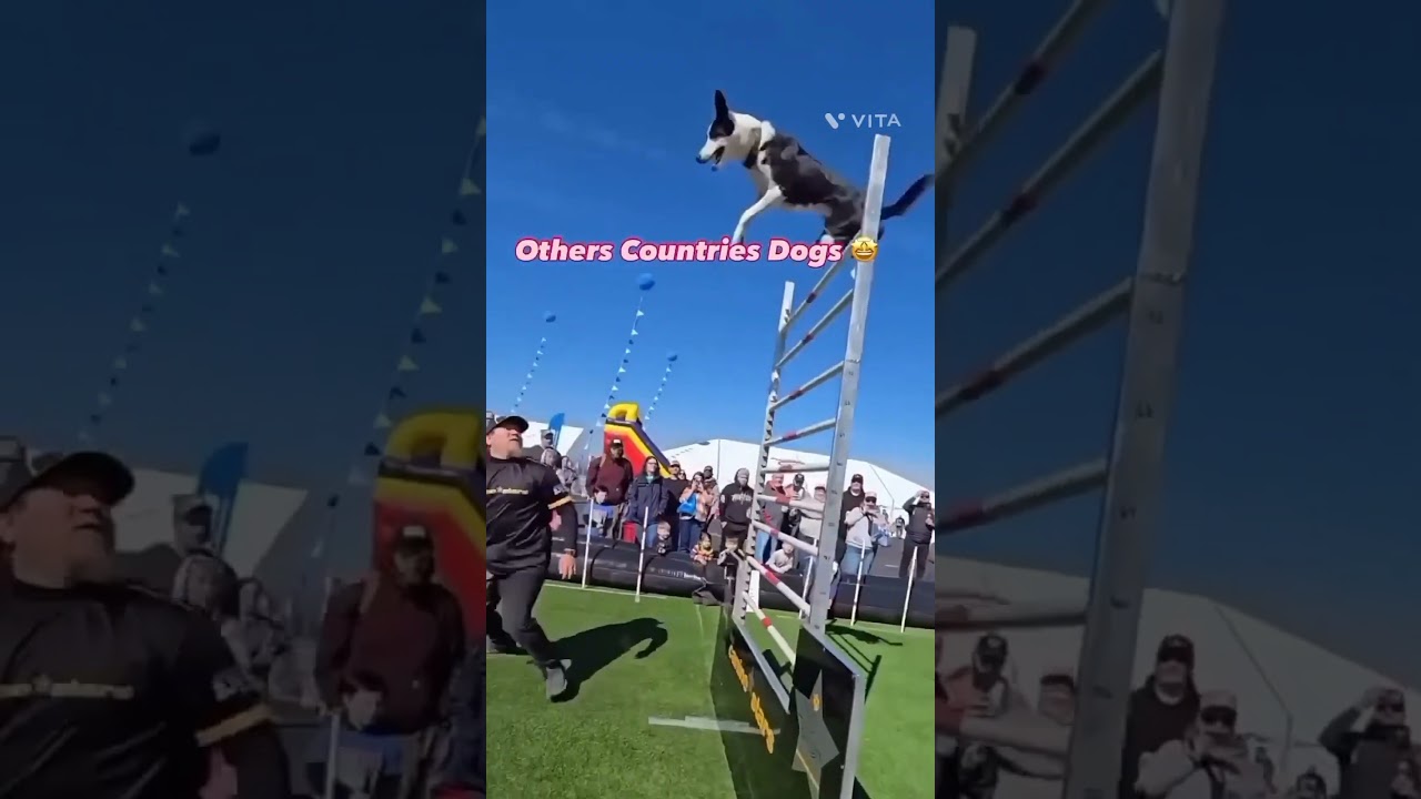 Other dogs and my dog 