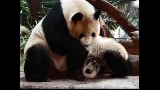 Furry Talk - Oare cat.flv