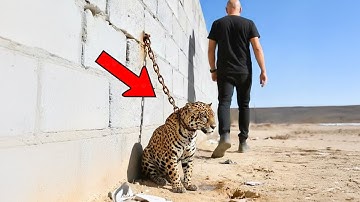 The man left behind the leopard he raised for 3 years and left, let