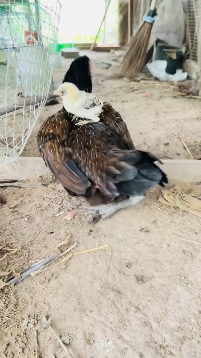 Mom I Want Go To Sleep chicken chicks lovely mom-i-want-go-to-sleep-chicken-chicks-lovely