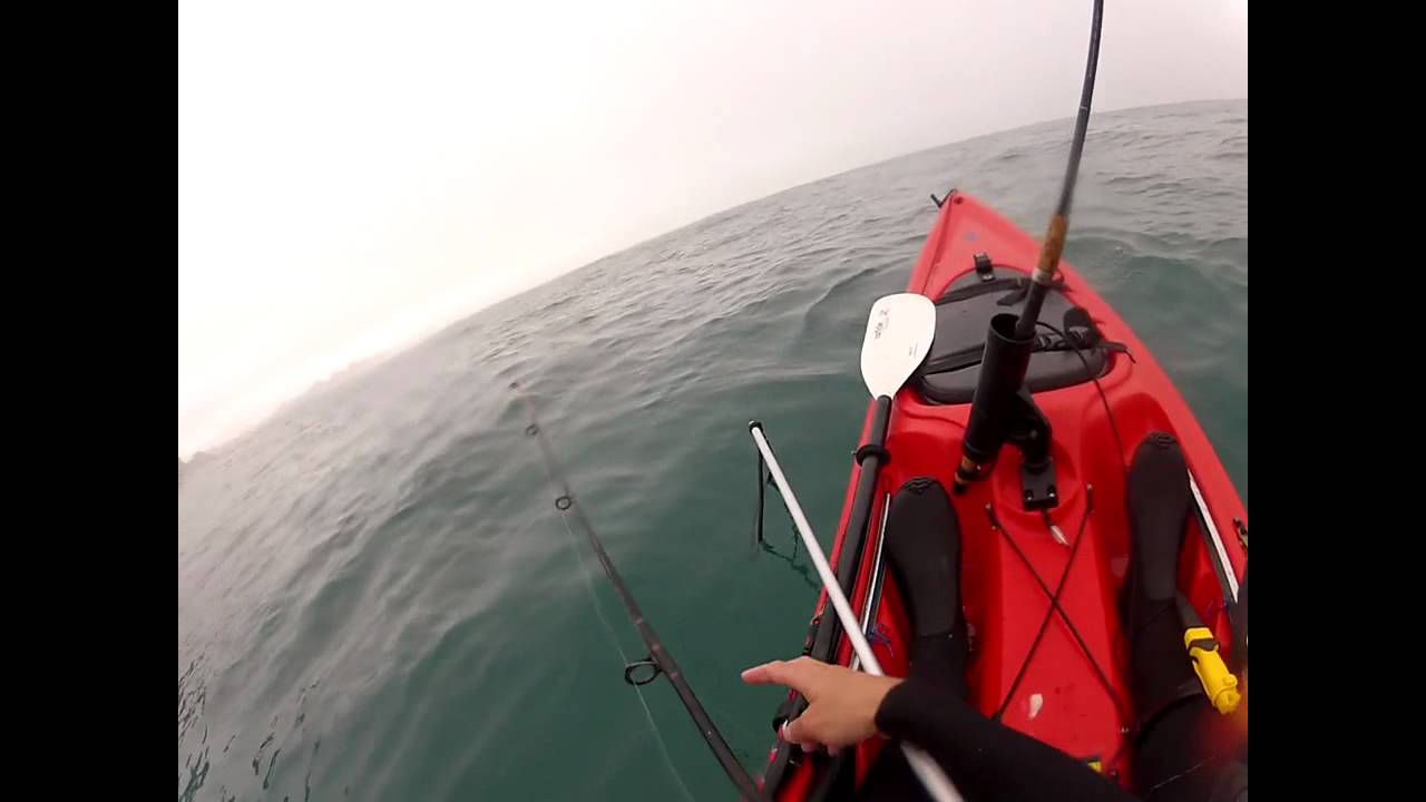Kayak Fishing, blue shark off St Clair Beach, Dunedin