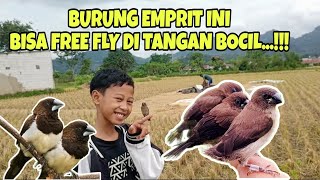 Wow Burung Emprit Ini Bisa Free Fly Di Tangan Bocil