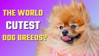 TOP 10 CUTEST DOG BREEDS | PET OWNERS CHOICE