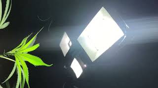 Grow improvisado no cultivo indoor de maconha  (2024) 