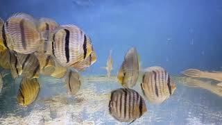 Symphysodon discus Heckel Blue Face/Blue Head WILD, Symphysodon tarzoo Nanay Red Spotted WILD