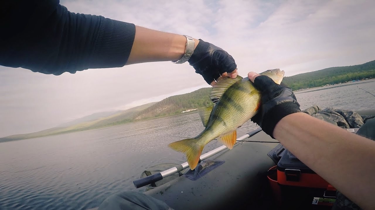 Рыбалка в Сибири.  ДОСТОЙНЫЕ ОКУНЯ ЧИВЫРКУЯ!!!