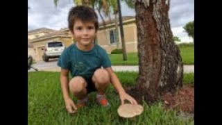Monster Mushroom in my Front Yard #MonsterMushroom #awesome