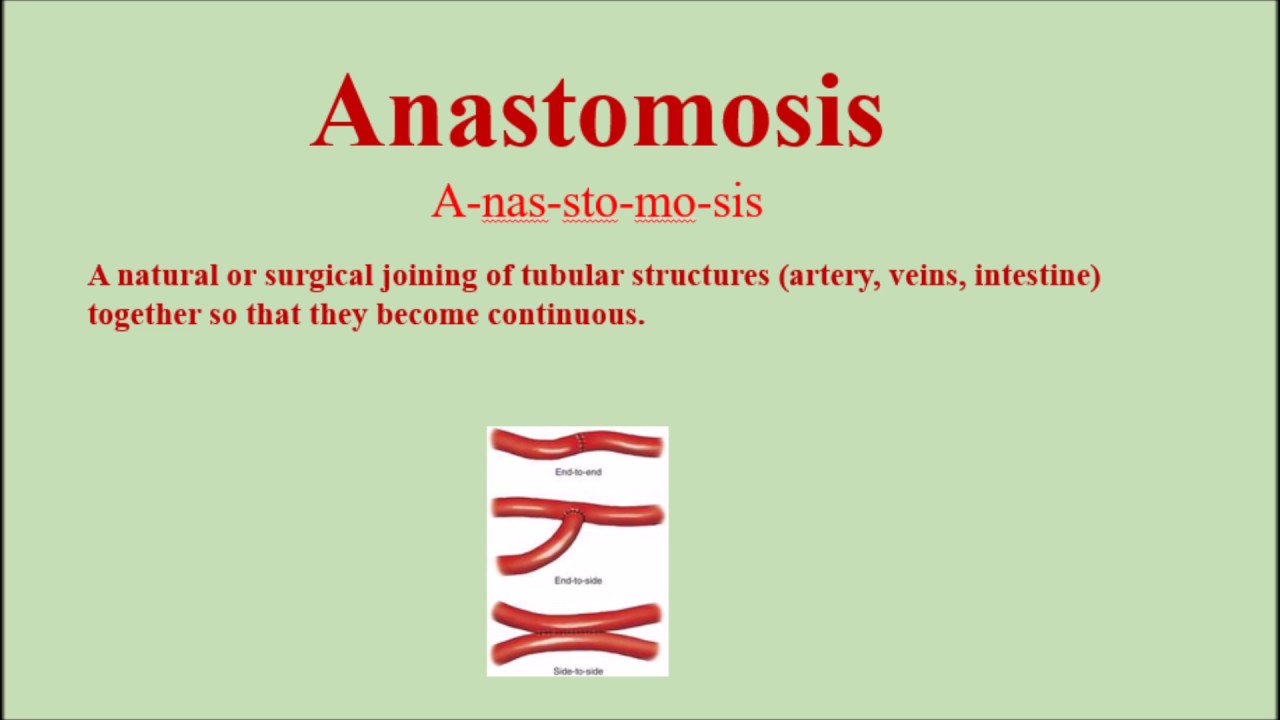 anastomosis pronunciation and definition how to pronounce anastomosis