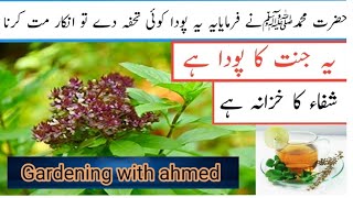 NiazboTulsi Niazbow Basil Plant Care & benefits In Urdu And Hindi. |#niazbo #viral
