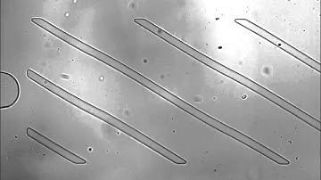 Microfluidic cellular enrichment and separation through differences in viscoelastic deformation