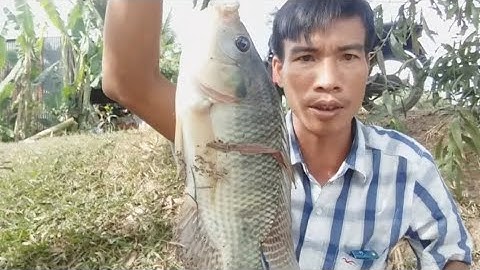 Câu cá mè vinh, rô phi, rô đồng, lúc này đã vào những tháng câu cá rô phi