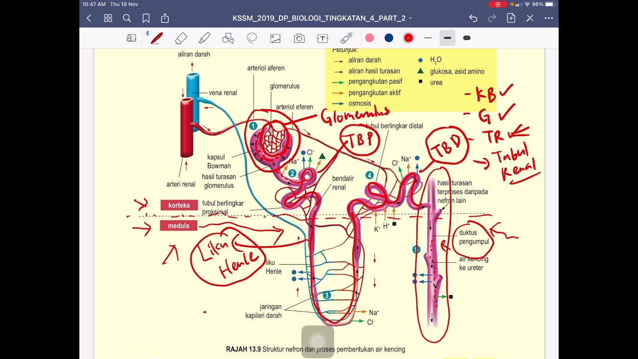 KSSM BIO T4 : BAB 13 : HOMEOSTASIS & SIS. URINARI (PART 2 - 13.2 & 13.3)
