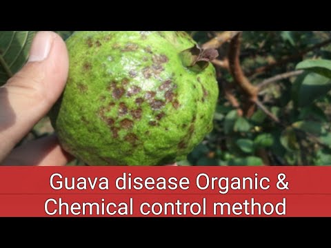 Video: Hoe guaveziekten te behandelen - Leer veelvoorkomende tekenen van guaveziekte