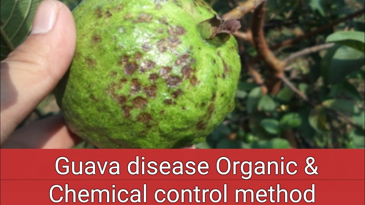 How Do You Control Guava Fruit Borer?