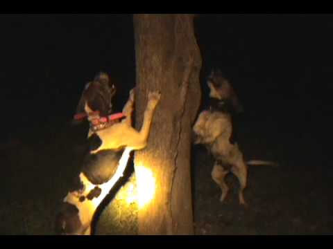 Part 2 Cindy & Reba treed coon hunting running track and getting treed