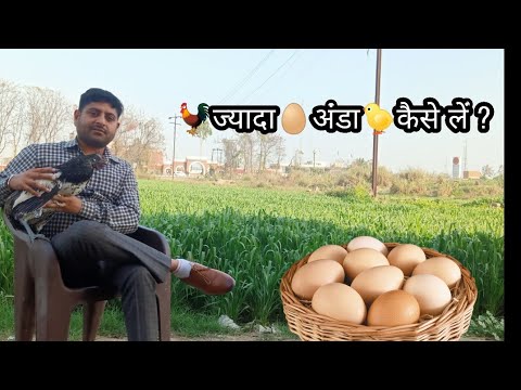 वीडियो: मुर्गियों में अंडे का उत्पादन कैसे बढ़ाएं