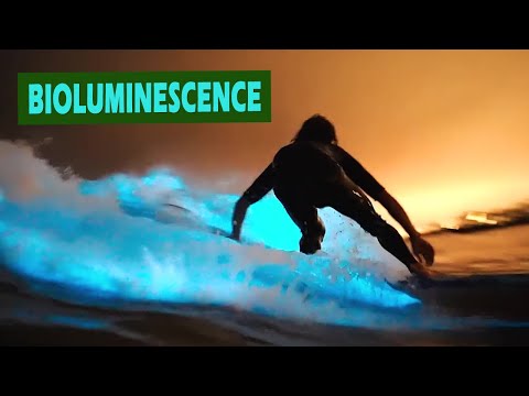 Playing in the Glow Water ~ Bioluminescence ♒