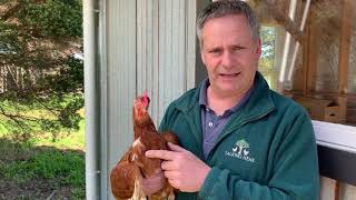 Chicken feather condition and what it might mean