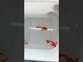 Koi Red Ear Short ribbon finC long ear #guppy #guppyfish #cabaymau #ca7mau