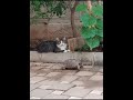 kaplumbağa kedi dostlugu