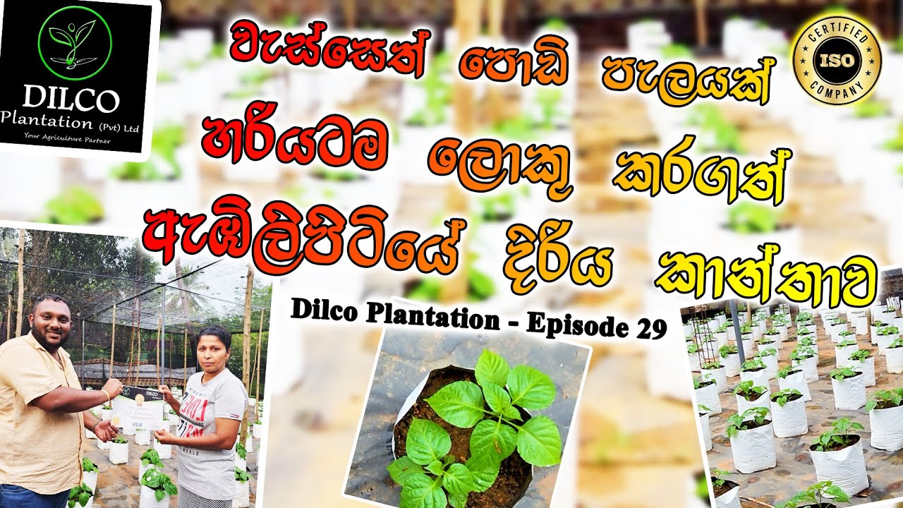 වැස්සෙත් පොඩි පැලයක් හරියටම ලොකු කරගත් ඇඹිලිපිටියේ දිරිය කාන්තාව.Dilco Plantation - Ep 29 0776395088