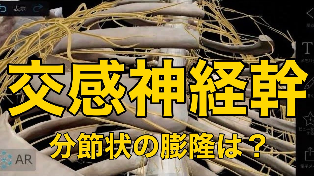 【交感神経幹】分節状の膨隆は？
