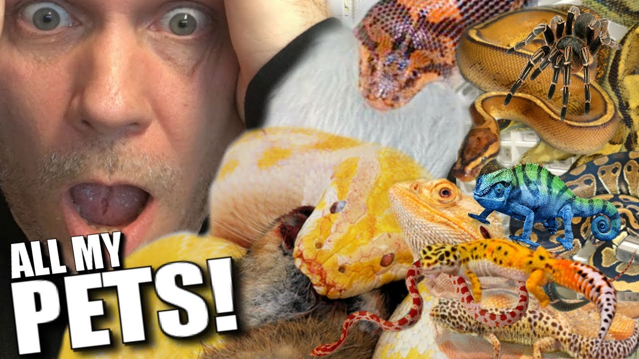 pet snakes and dogs FEEDING ALL MY PET SNAKES AND REPTILES!! **Thousands** | BRIAN BARCZYK