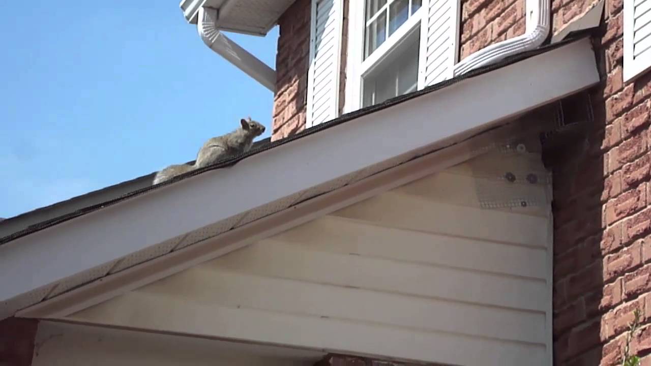 Squirrel Removal Service BY Maximum Pest Control Services