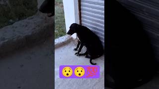 Dog 🐶 vs Cat 🐱 at Home 😂 | Funny Pet Vlog #shorts#minivlog#animalsvlogs
