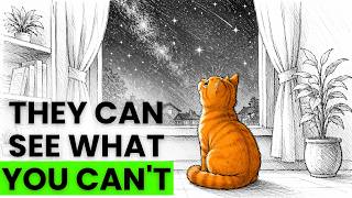 Your Cat Sees a Hidden World You Can't — 8 Incredible Examples