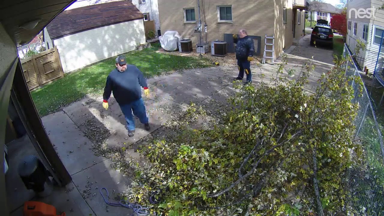 Tree Trimming YouTube