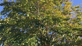 Common Beech - tree - October 2018