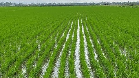 Cách bón phân cử một cho lúa: bí quyết đẻ nhánh khỏe, lúa xanh khoẻ @nongnghiep_hn 