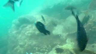 Machomikemd Feeding Reef Fishes In Tanjung Benoa Bali