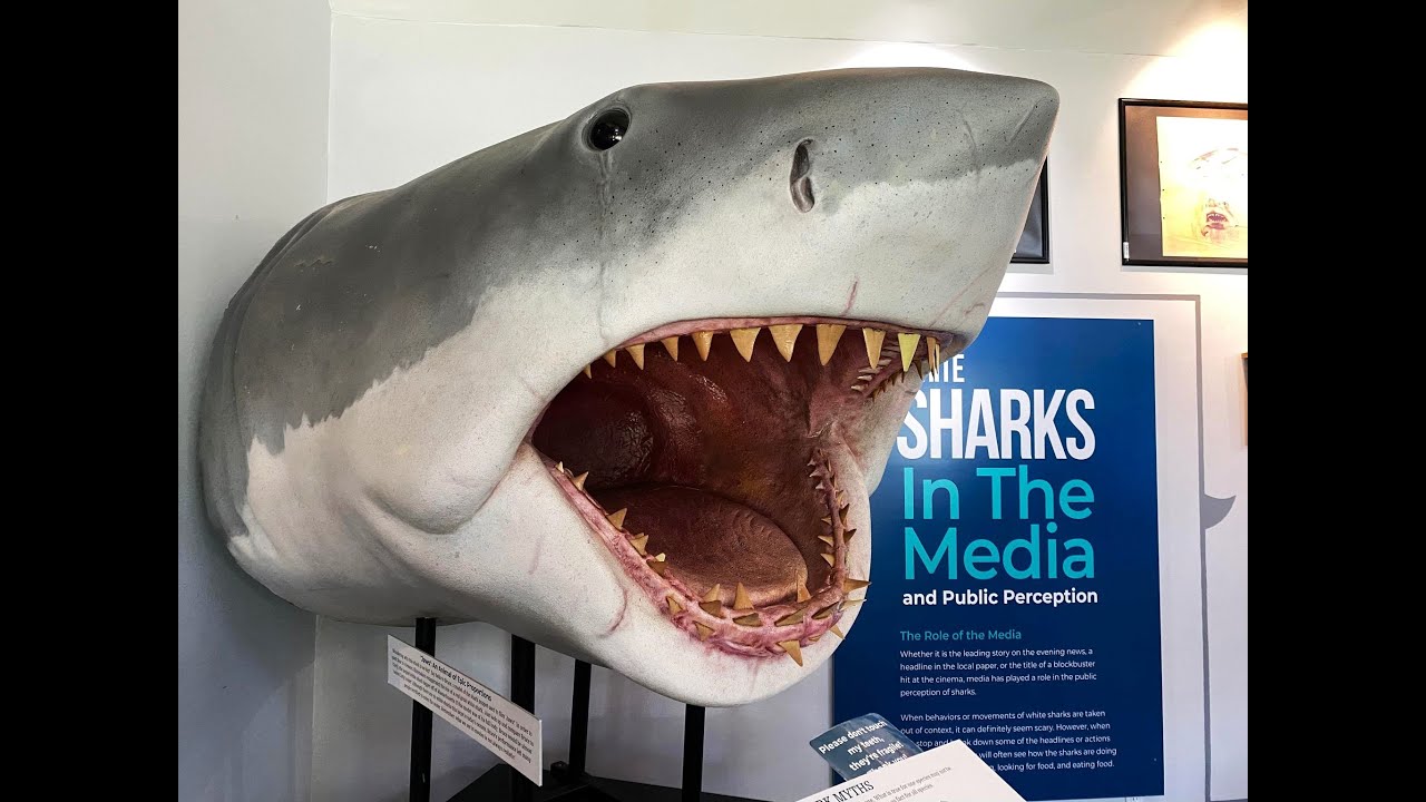 Awsc Logo Atlantic White Shark Conservancy (AWSC) Museum, Chatham, MA - YouTube