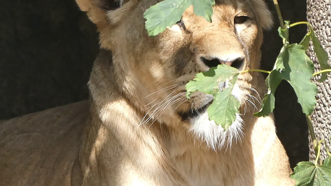 Amsterdam - ARTIS Zoo - Female Lion (08-2019)