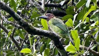 Suara Burung Takur Bututut (Brown-Throated Barbet)