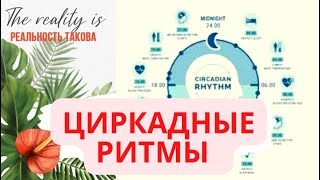 Как циркадные ритмы влияют на гормоны, похудение и здоровье