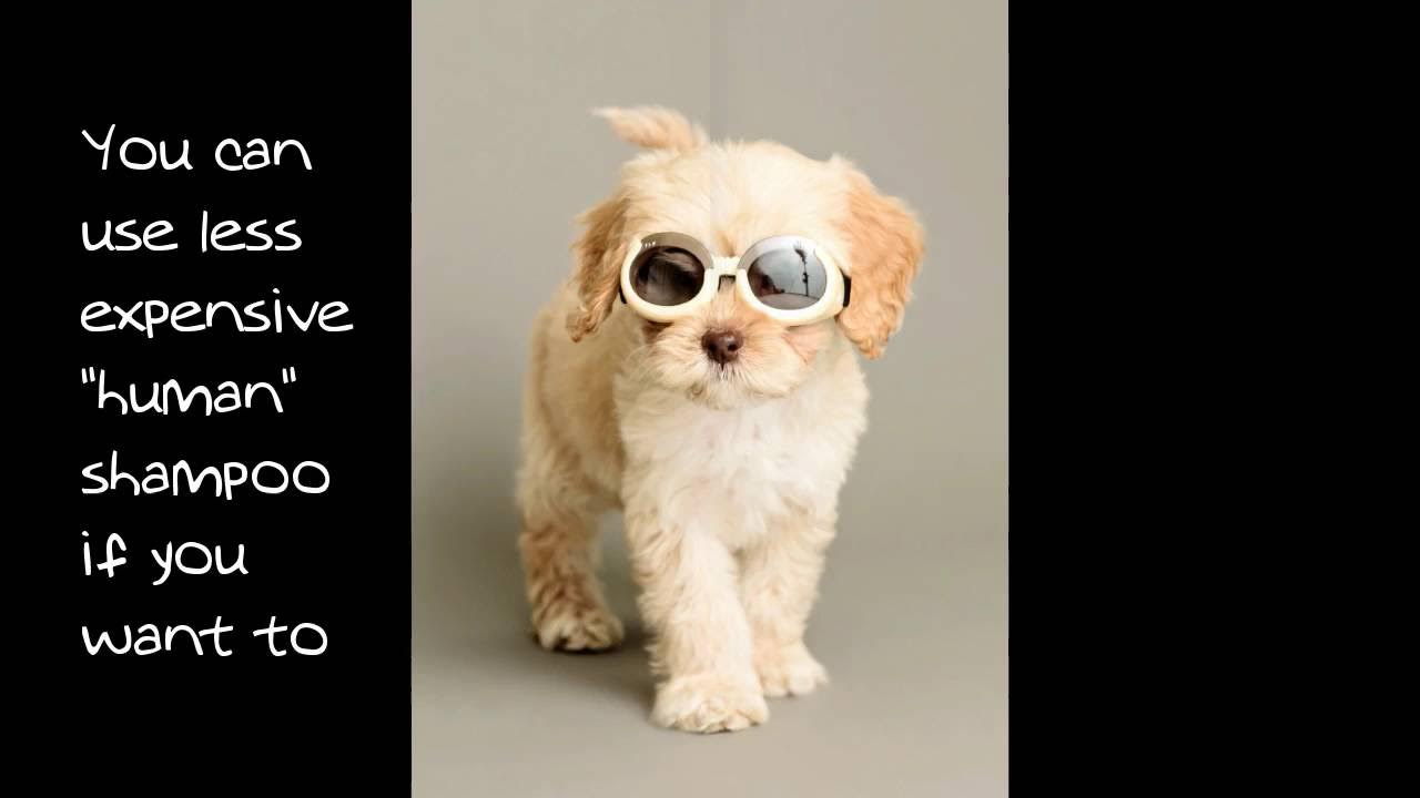 Dog grooming questions and answers YouTube