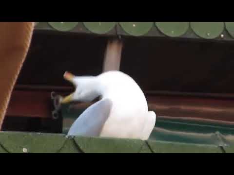 laughing-seagull
