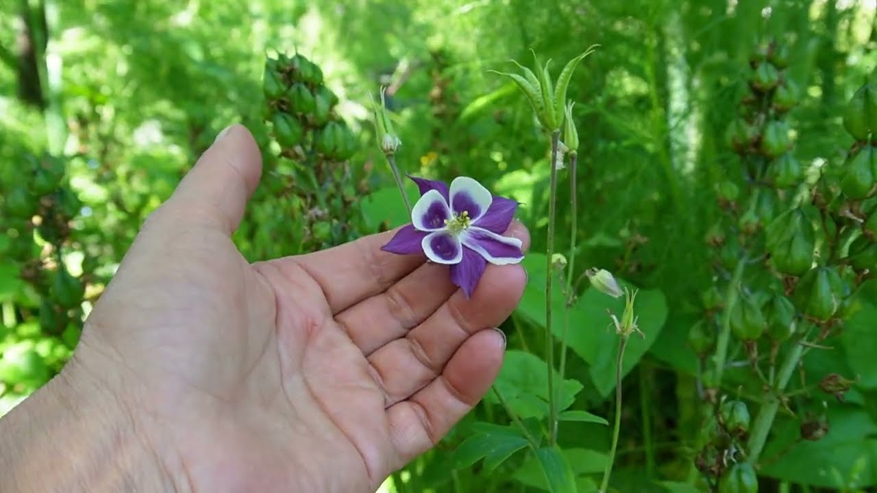 We Left The Food Forest Alone For 3 Months - Here Is The Result, It's Wild :) Nordic Permaculture