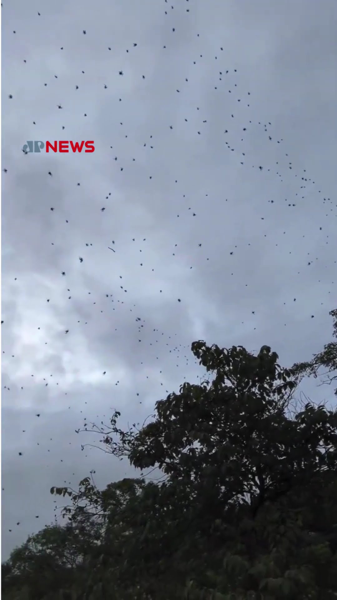 ‘Chuva de aranhas’ em MG viraliza; entenda o fenômeno