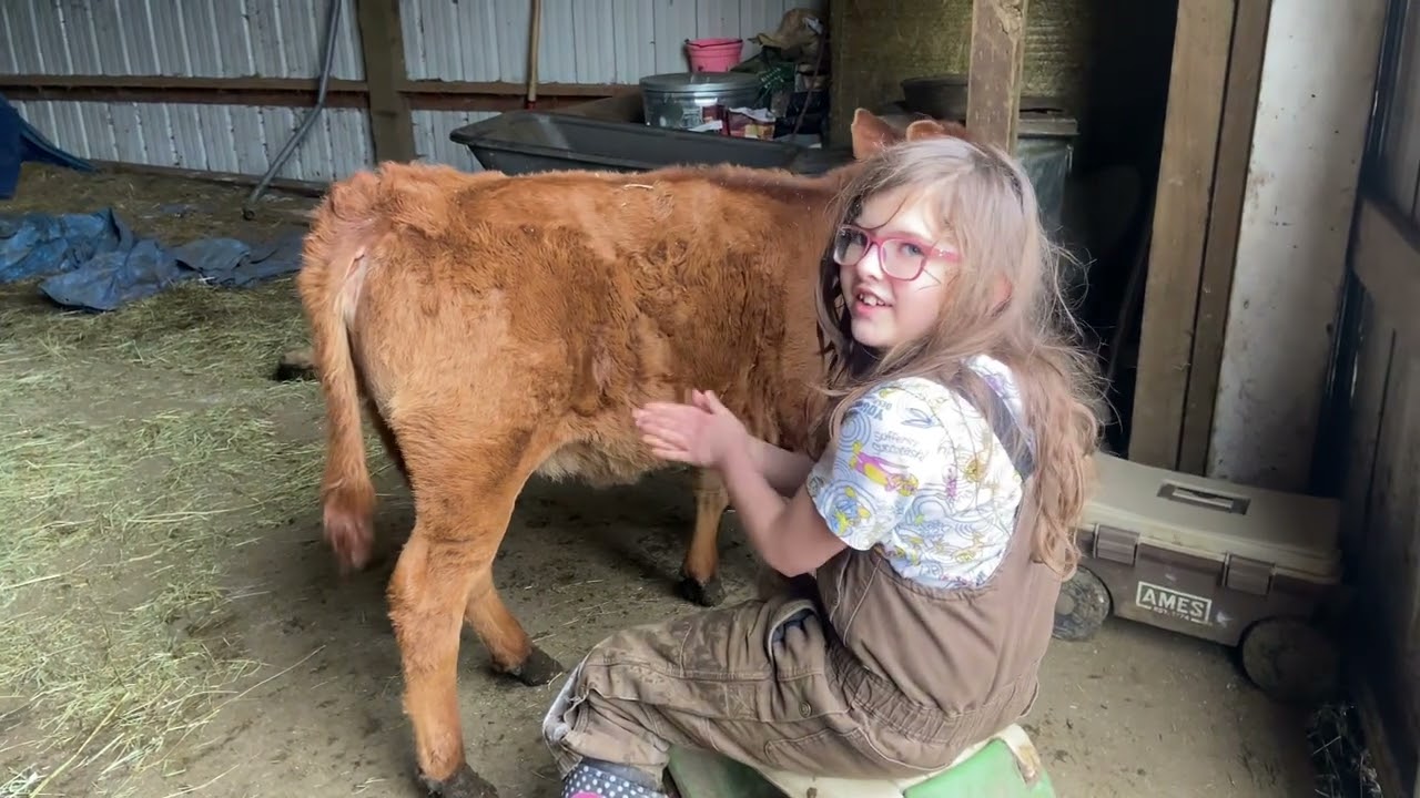Dexter Family Milk Cows Two Month Old A Dexter Heifer In Milk Training Dexter Family Milk Cows Two Month Old A Dexter Heifer In Milk Training