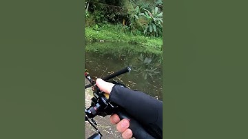 Câu cá lóc | Pha đóng cá đi vào lòng đất | Câu cá dạo | #shorts