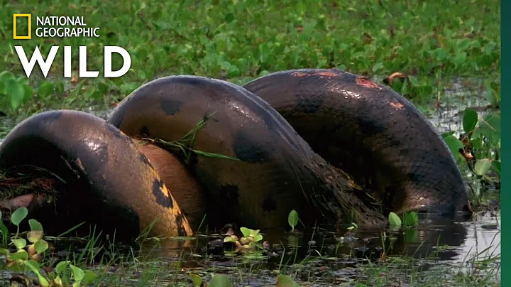 Anaconda Devours Huge Meal | Monster Snakes