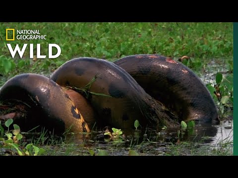 Video: The biggest snake in the world. Anaconda