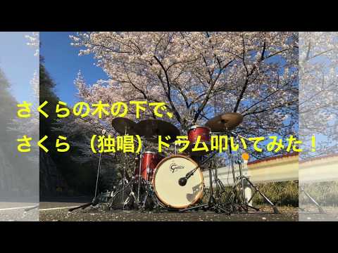 【ドラムでコラボ】森山直太朗🌸さくらの木の下でさくら（独唱）をドラムでコラボ🌸　ドラム　カバー　叩いてみた